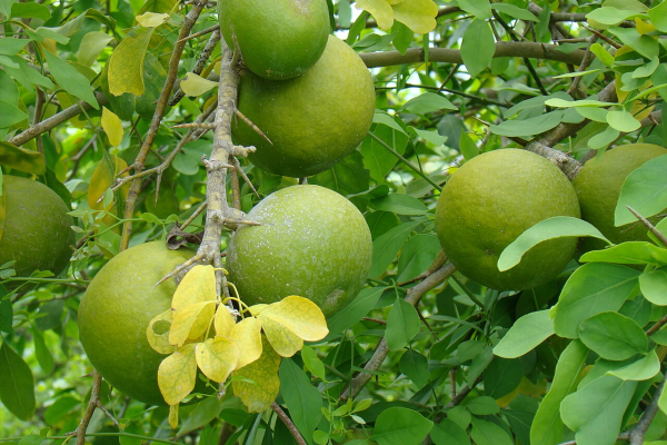 Bael Leaves and Fruit.