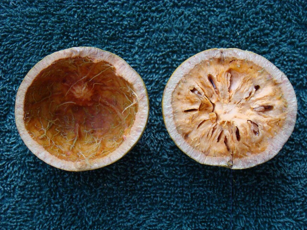 Bael fruit