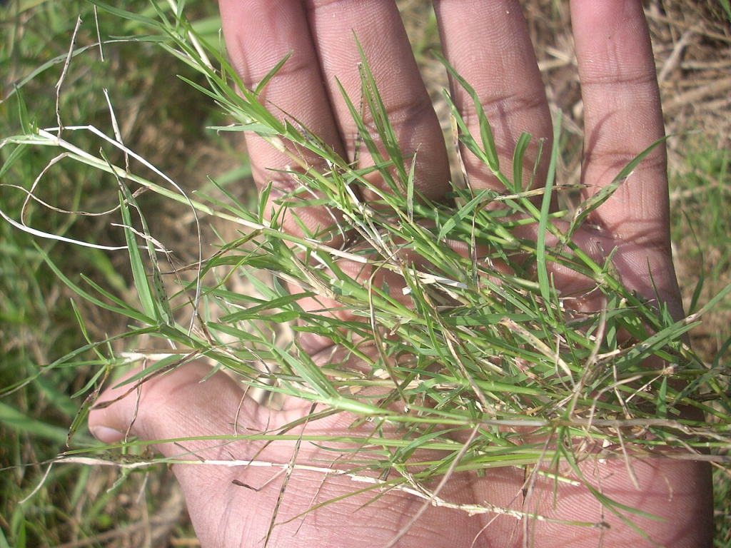 Bermuda Grass bunch