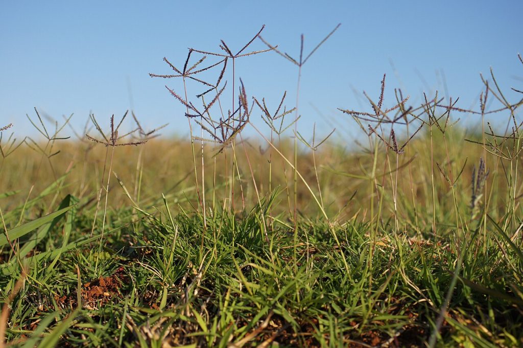 Bermuda Grass