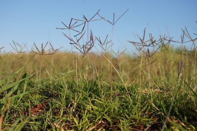 Bermuda Grass