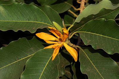 Champak flower