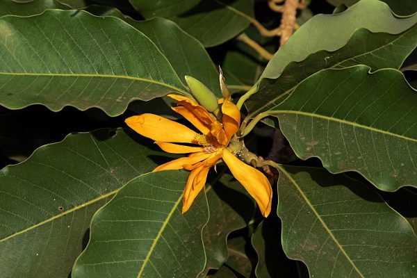 Champak flower