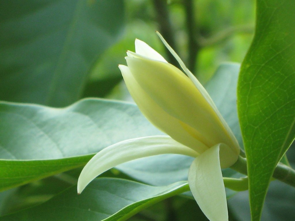 Champak_white flower