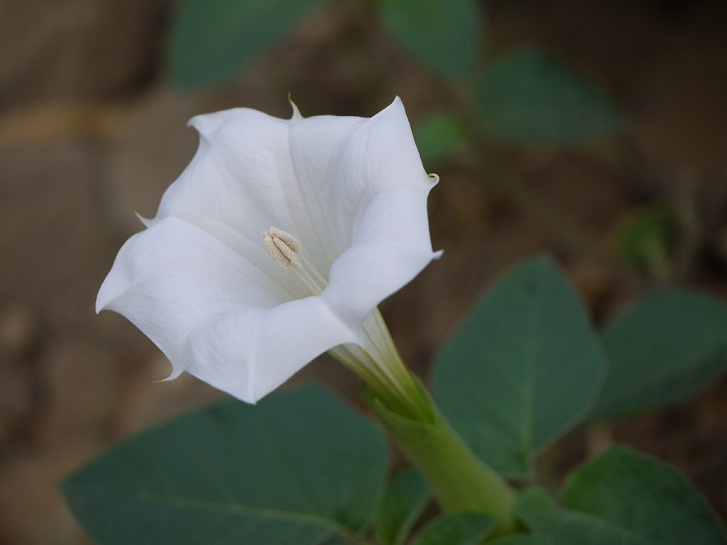 Datura flower