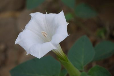 Datura flower