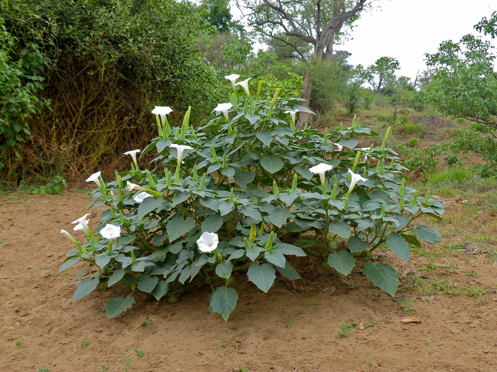 Datura_Sacred