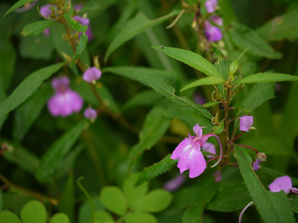 Garden Balsam
