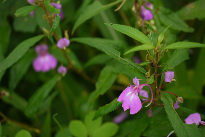 Garden Balsam