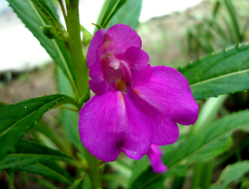 Garden Balsam flower