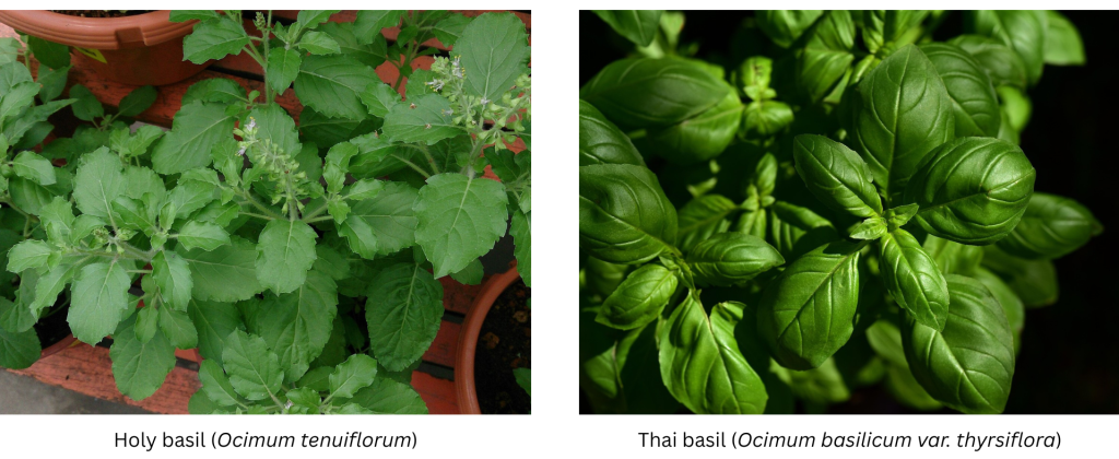 Holy basil vs Thai basil