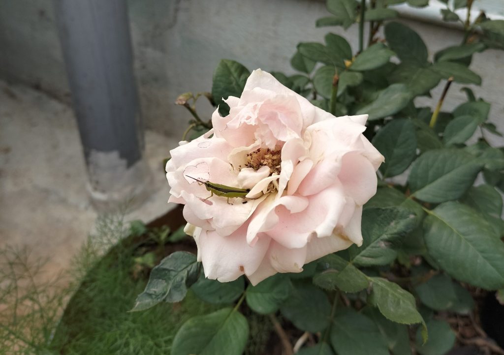 Little grasshopper on Indian Rose