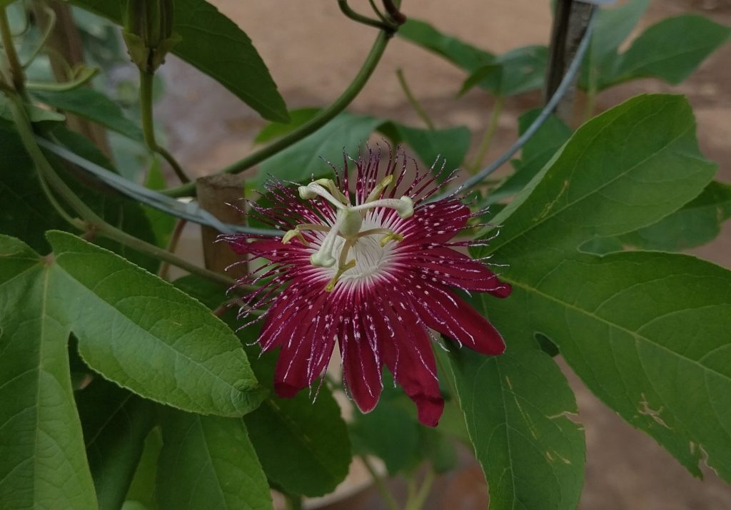 Red variant of Purple Passionflower