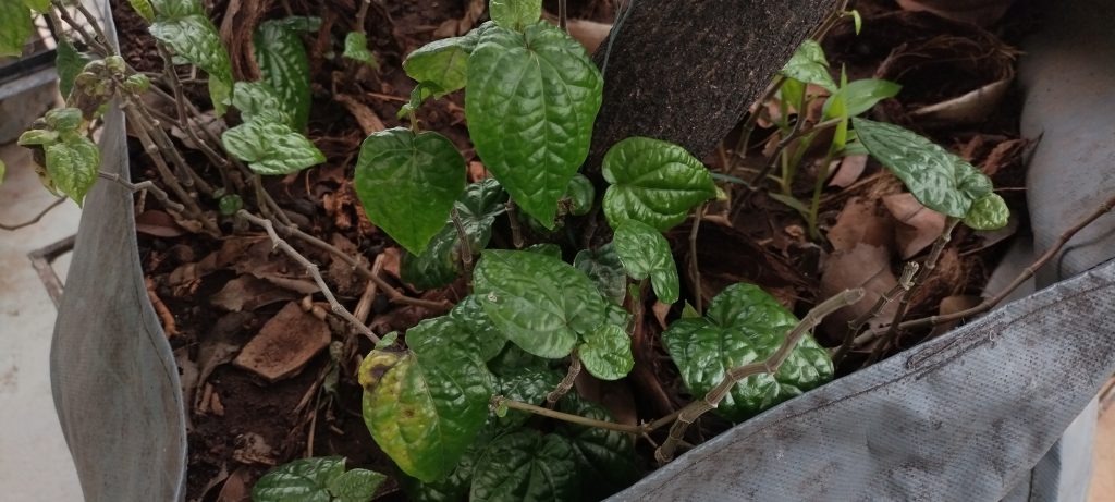 Betel Vine