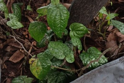 Betel Vine