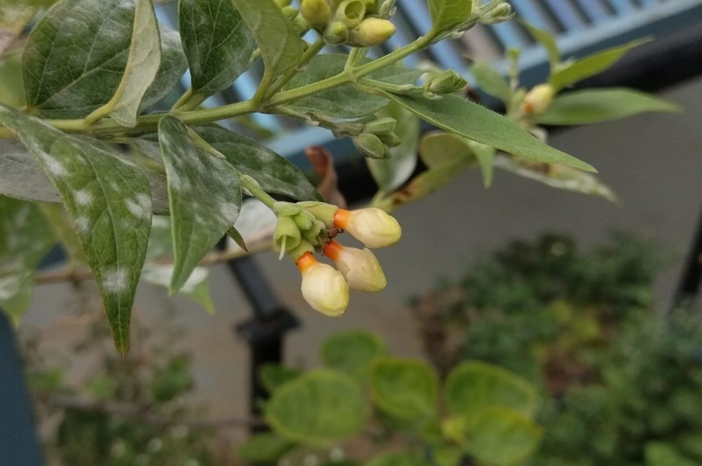 Night-flowering Jasmine Buds
