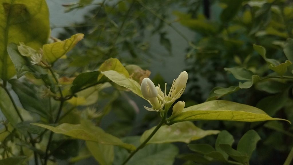 Arabian Jasmine BudS
