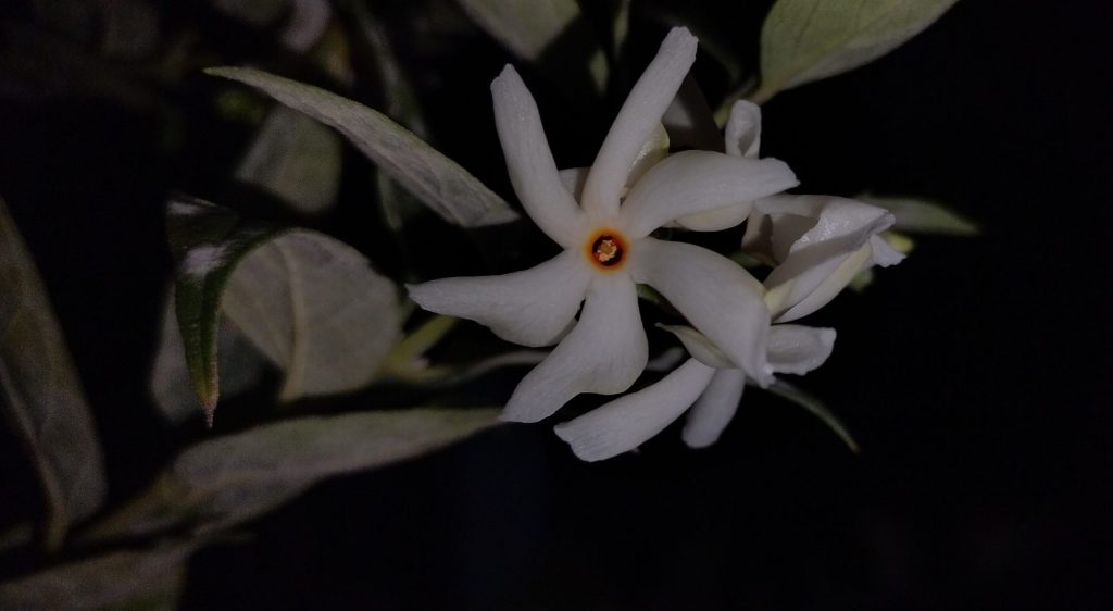 Night Flowering Jasmine