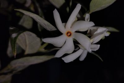 Night Flowering Jasmine