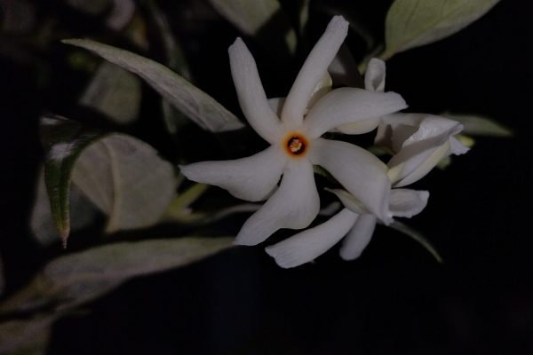 Night Flowering Jasmine