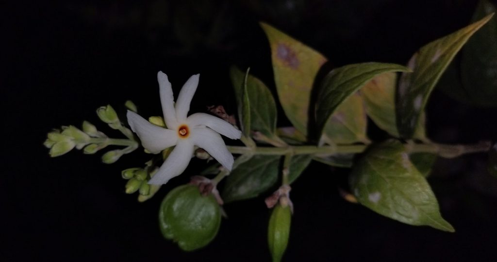 Night flowering jasmine, with fruit