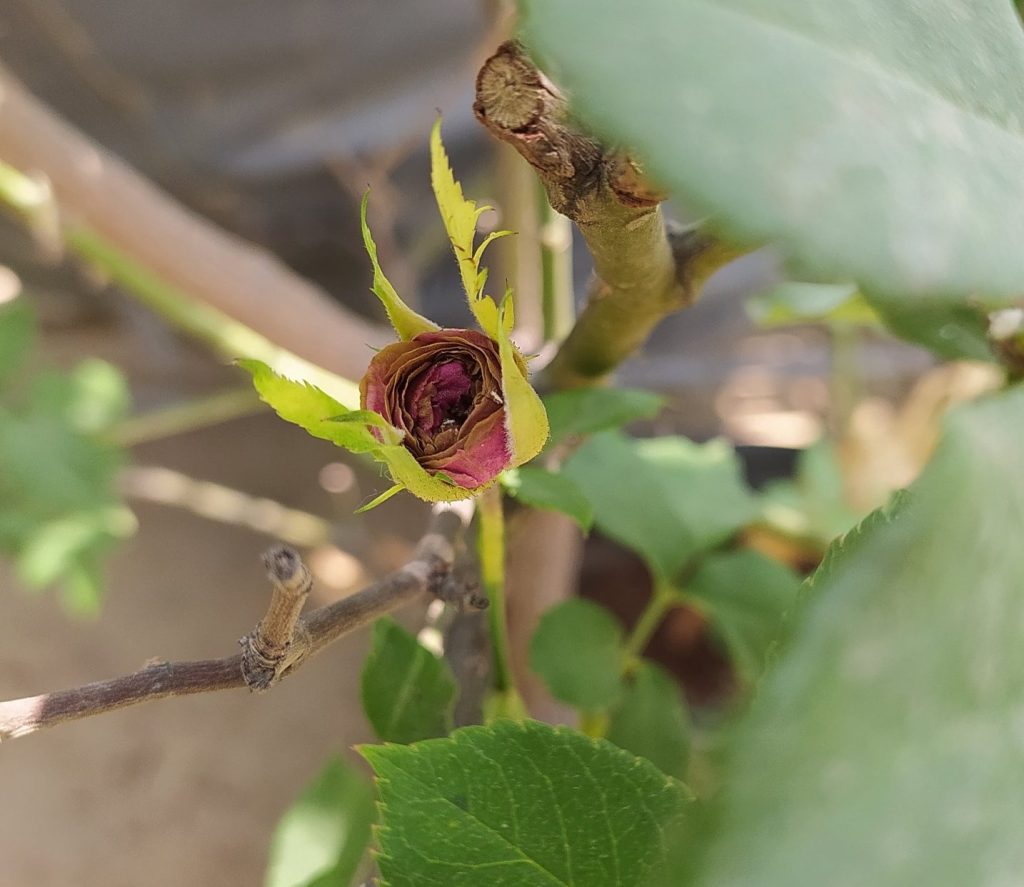 Red Rose bud