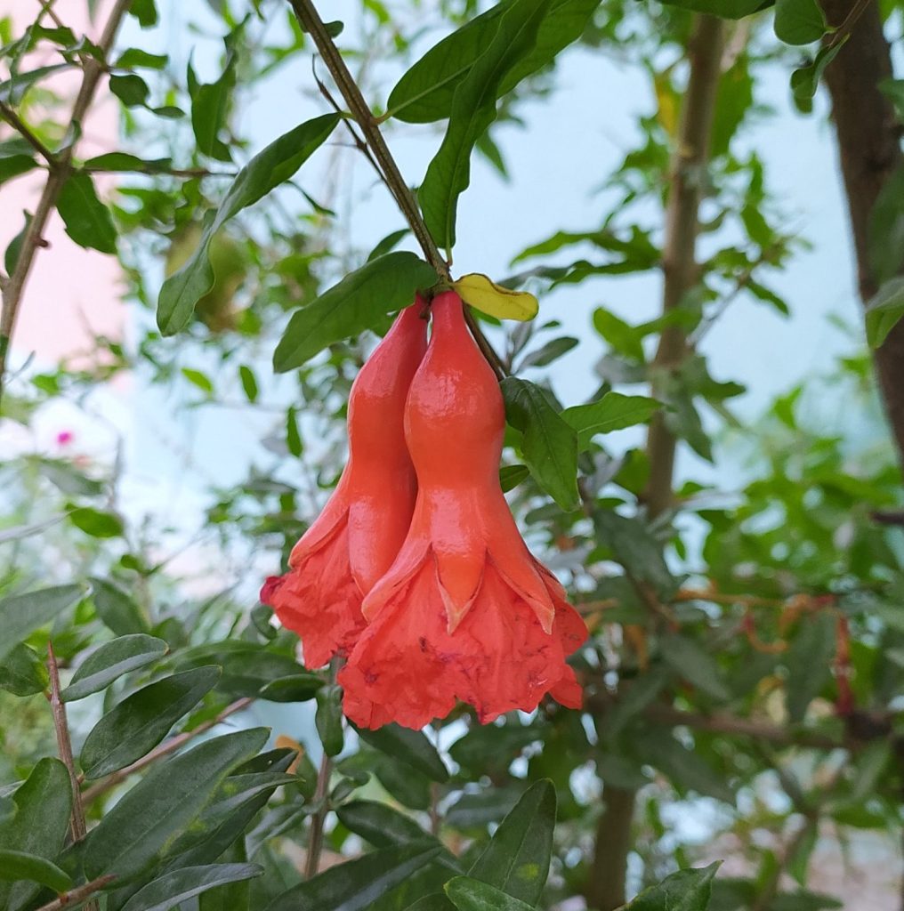Pomegranate flowers