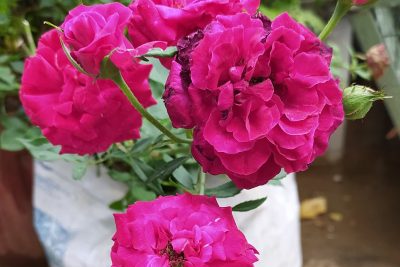 Indian Rose blooms