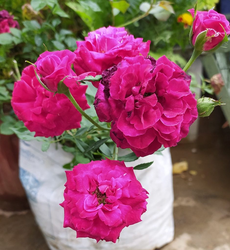 Indian Rose blooms