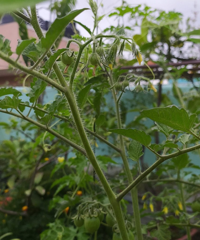 Cherry Tomato Plant