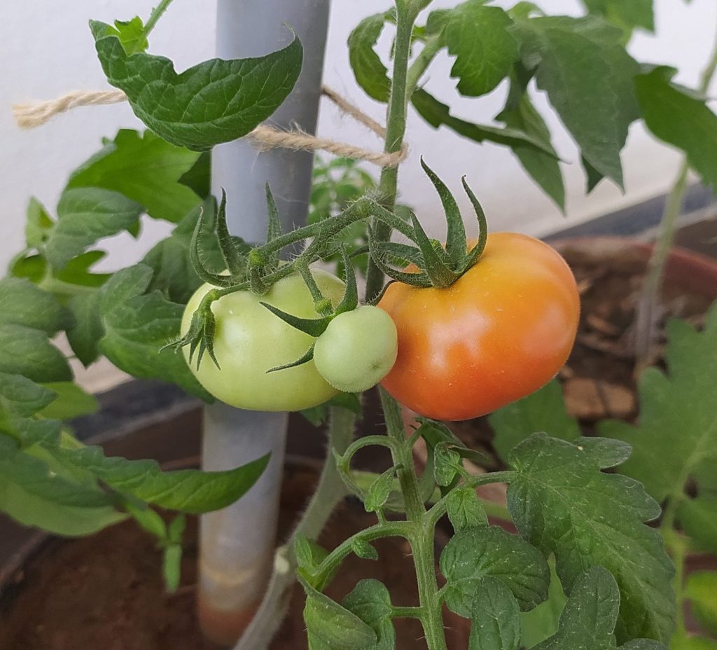 Tomatoes
