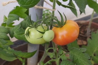 Tomatoes