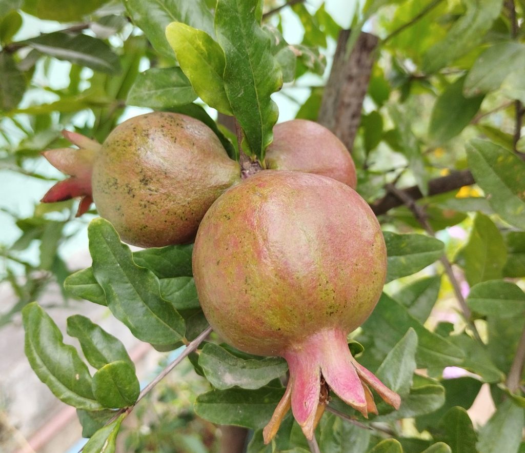 Pomegranate fruits