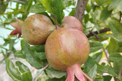 Pomegranate fruits