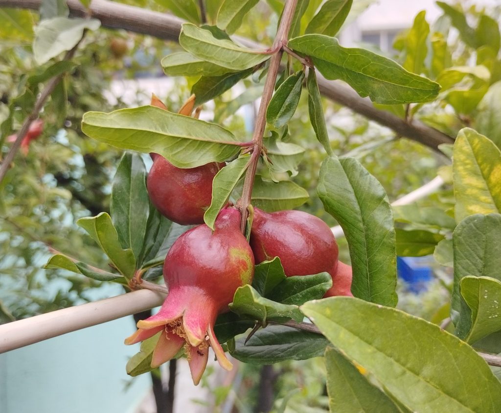 Pomegranate flower to fruit
