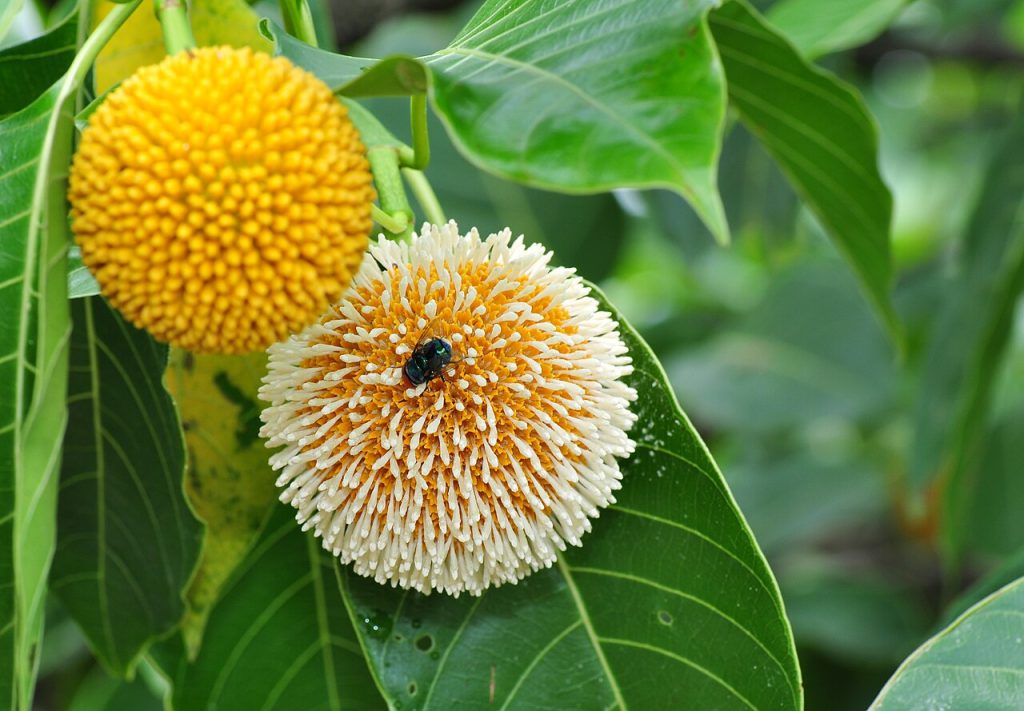 Kadamba Flower