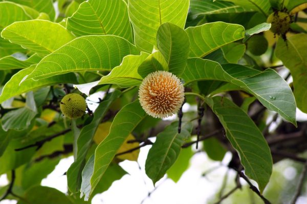 Kadamba Tree