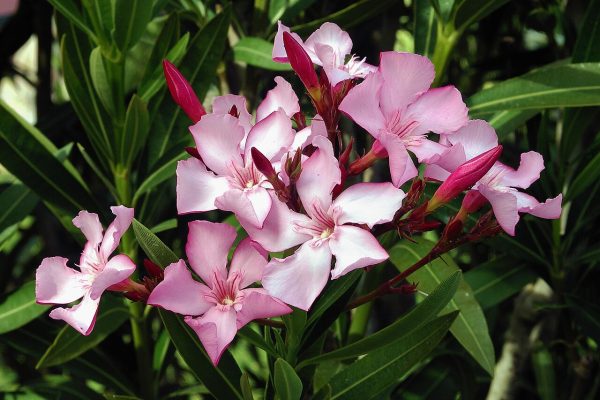Oleander