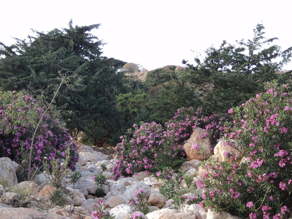 Oleander growing in a wadi