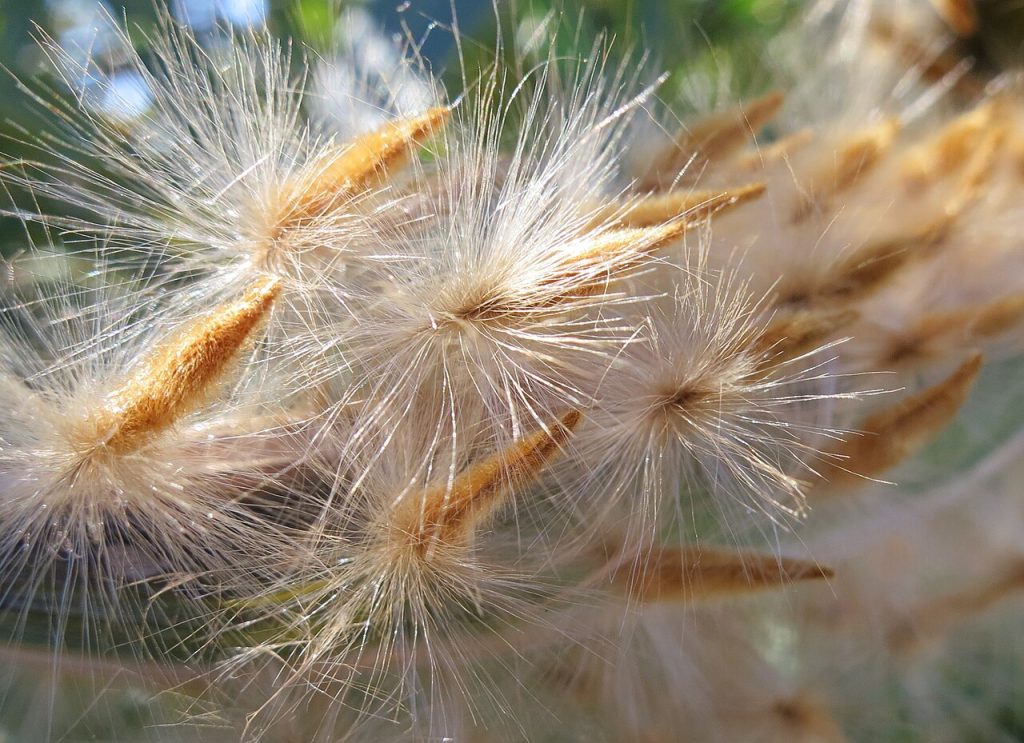 Oleander seeds