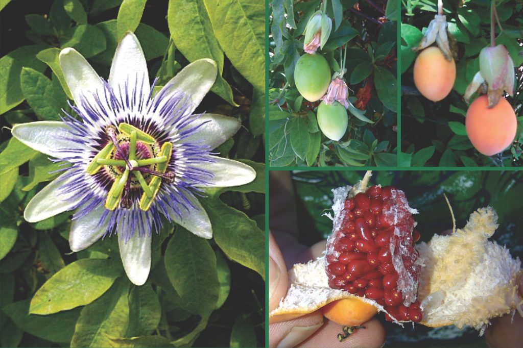 Blue Passion Flower with samples of fruit on the vine and as eaten