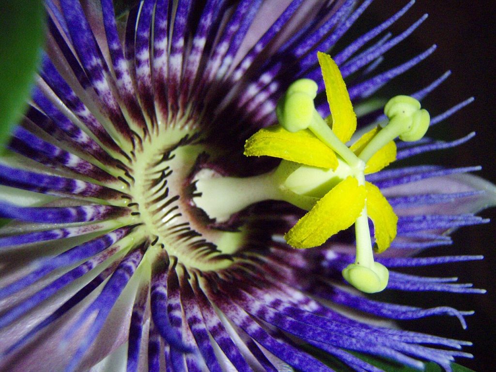 Close up of the Purple Passionflower grown indoors