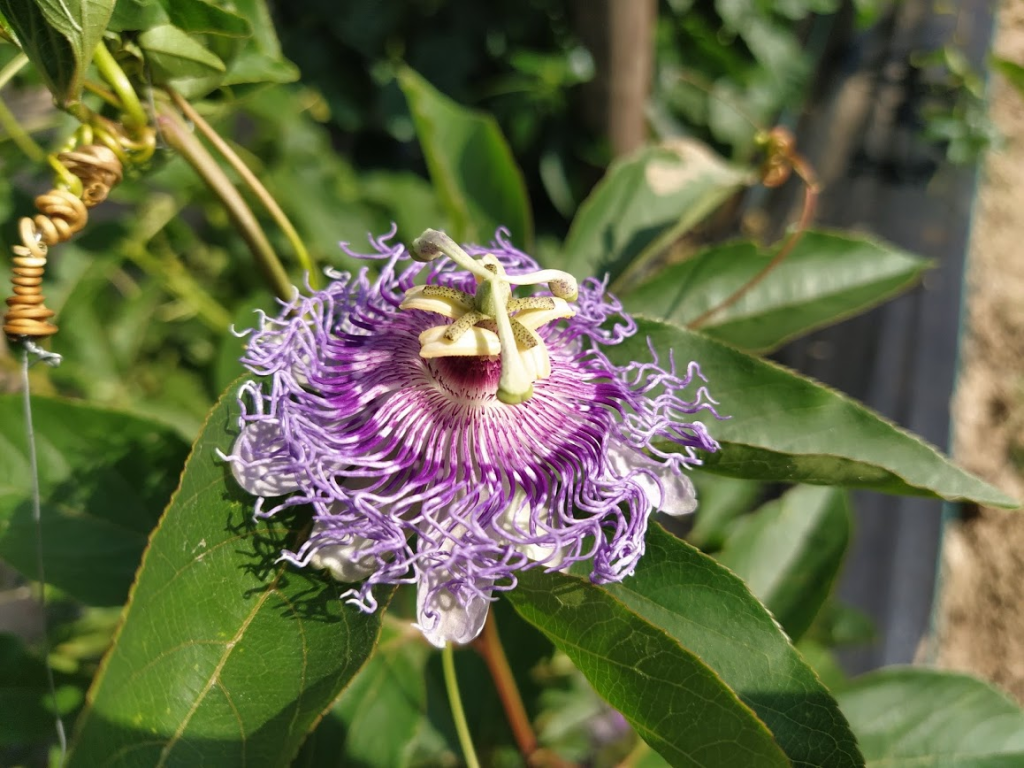 Purple Passionflower