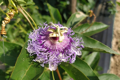 Purple Passionflower