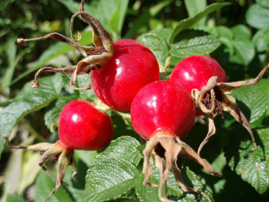 Rose Hips Closeup