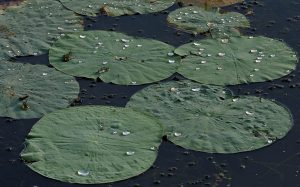 Sacred Lotus Leaves