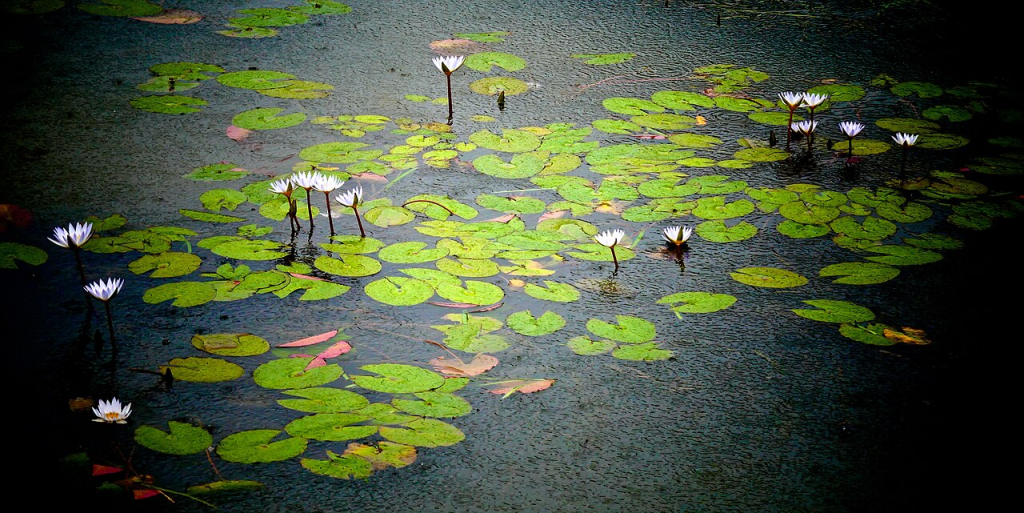Lotus pond in the rain