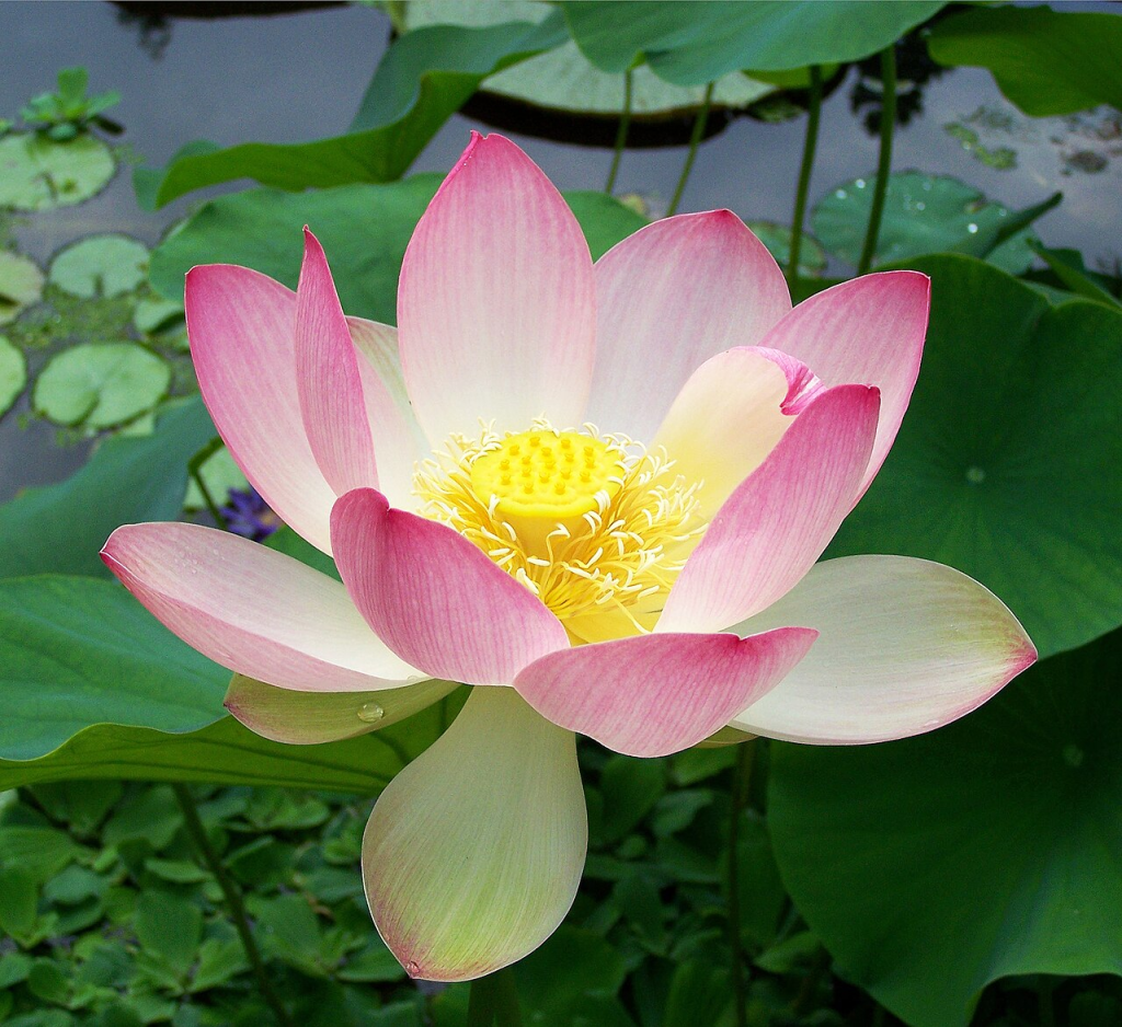 Sacred lotus_Nelumbo nucifera