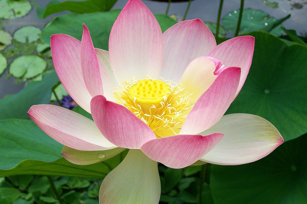 Sacred lotus_Nelumbo nucifera