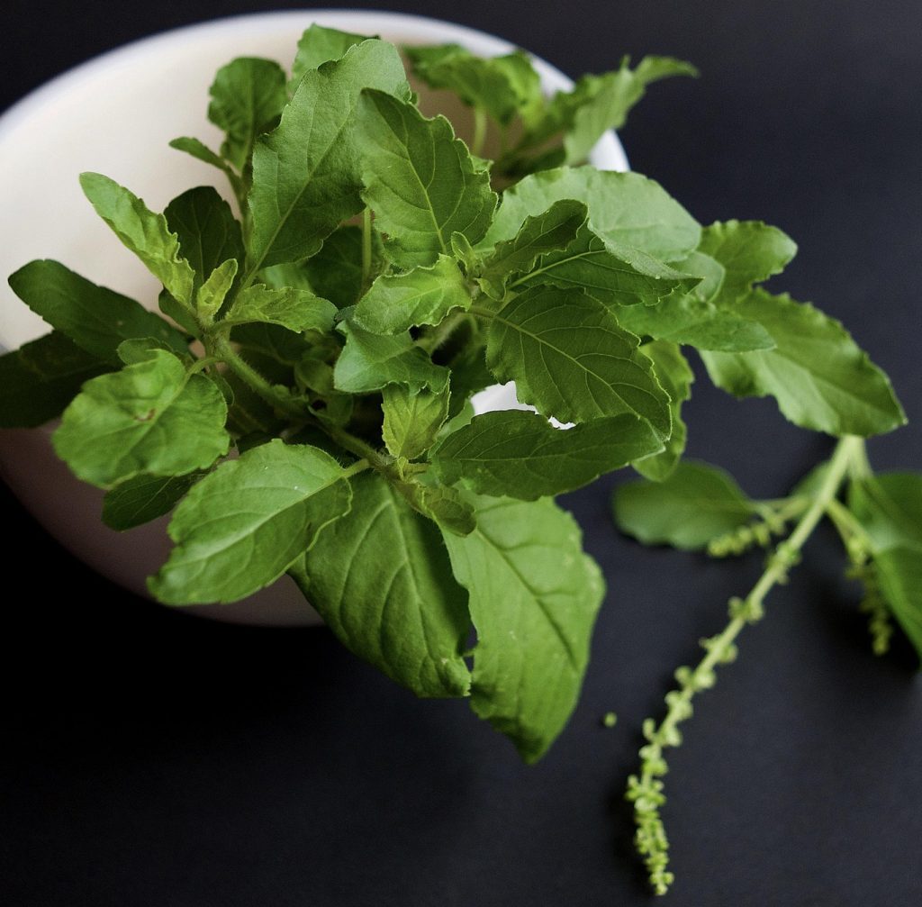 Fresh Holy Basil Leaves